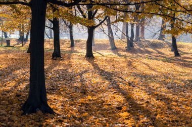 sonbahar sahne bir Şehir Parkı