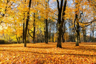 sonbahar sahne bir Şehir Parkı