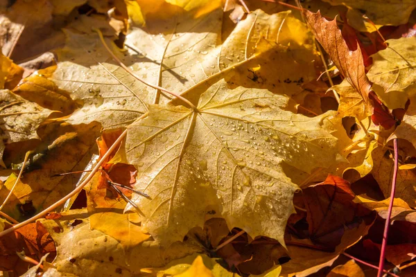 Bunte Herbstblätter im Park — Stockfoto