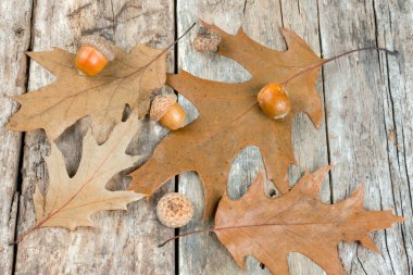 sonbahar meşe yaprakları ve meşe palamutları arka plan üzerinde