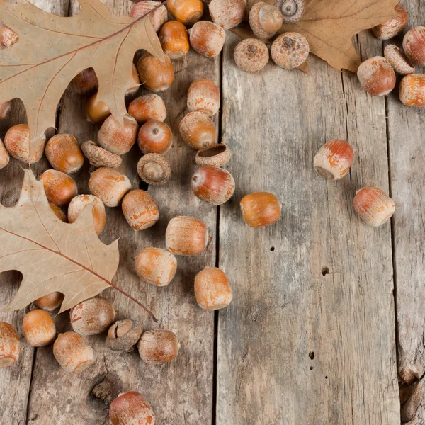 Outono folhas de carvalho e bolotas no fundo abstrato — Fotografia de Stock