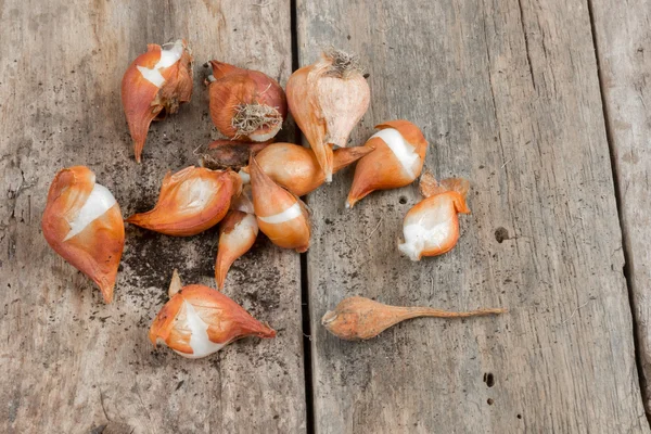 Bulbs of tulips on a wooden desk — Stock Photo, Image