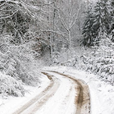 Ormandaki beyaz kış manzarasında yol. 