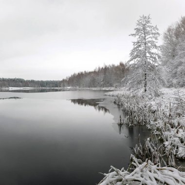 Beyaz kış manzara göl ormanın içinde.