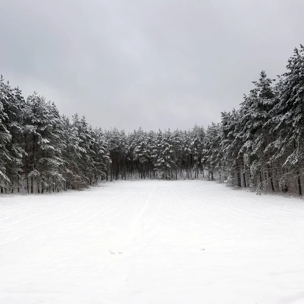 Beyaz Kış Manzara Orman — Stok fotoğraf