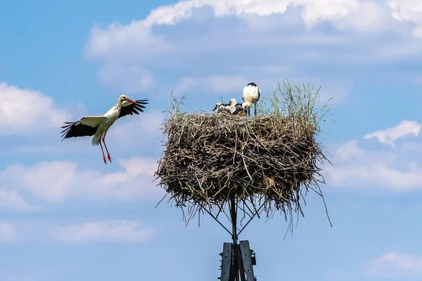 Big Stork Lands Nest — Stock Fotó