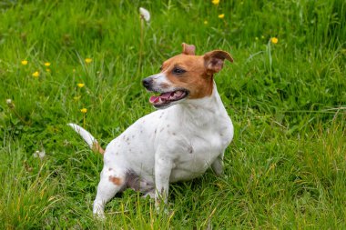 Genç Jack Russell Terrier çimlerin üzerinde