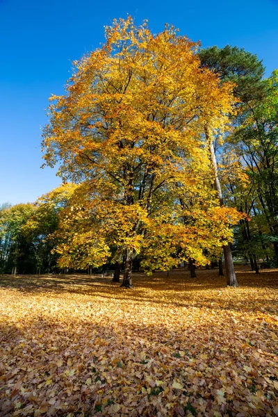 阳光明媚的秋日公园里的树木 — 图库照片