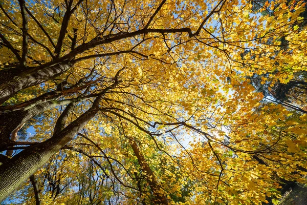 Jesienne Drzewa Błękitne Niebo — Zdjęcie stockowe