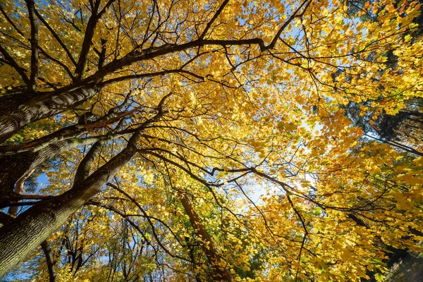 Árboles Otoñales Cielo Azul —  Fotos de Stock