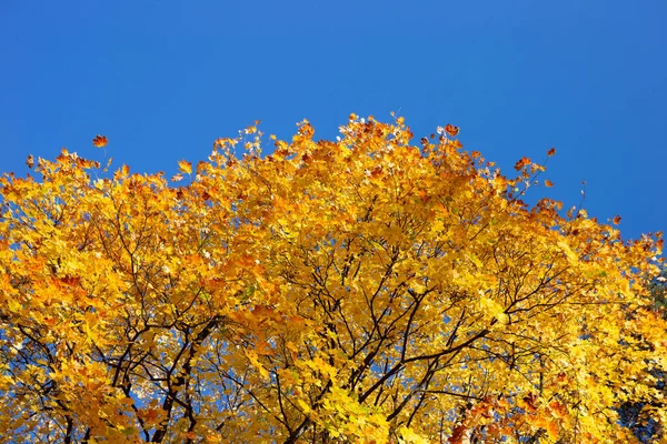 Herbstbäume Und Blauer Himmel — Stockfoto