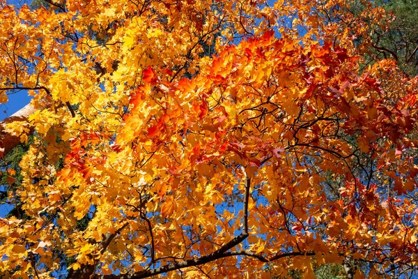 Herbstbäume Und Blauer Himmel — Stockfoto
