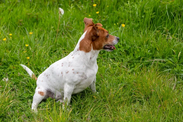 Joven Jack Russell Terrier Hierba —  Fotos de Stock