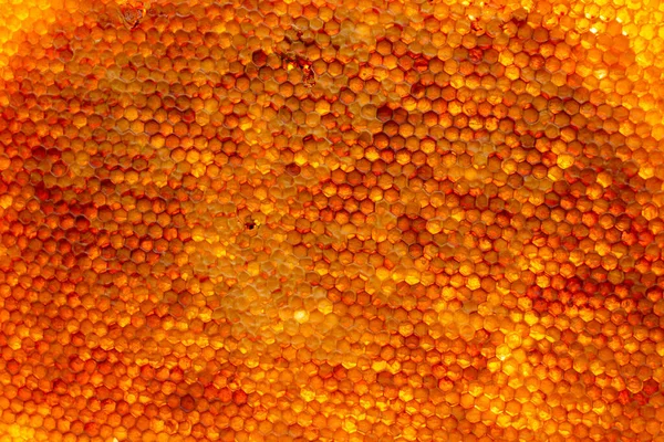 Close Honeycomb Taken Out Hive — Stock Photo, Image