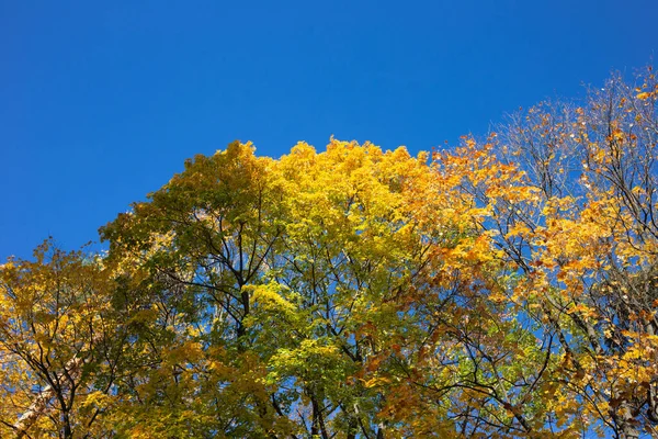 Осенние Деревья Голубое Небо — стоковое фото
