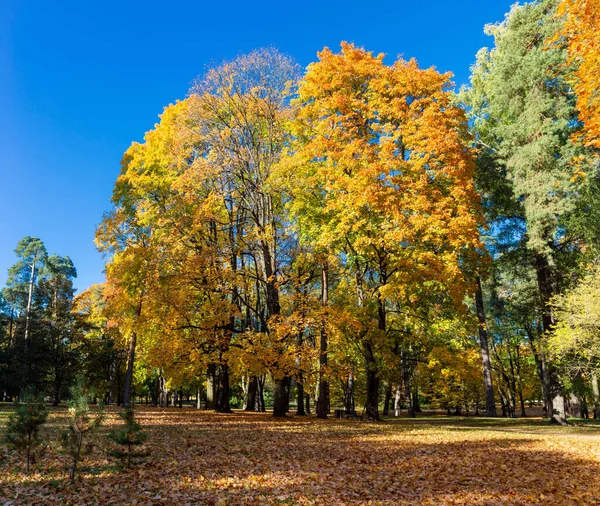 Árboles Parque Día Soleado Otoño —  Fotos de Stock