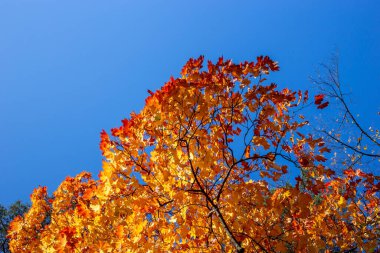 Sonbahar ağaçları ve mavi gökyüzü.