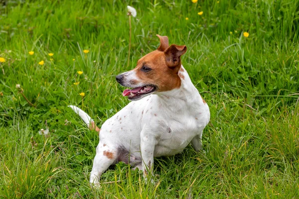 Unge Jack Russell Terrier Gräset — Stockfoto