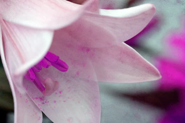 Getextureerde bloem — Stockfoto