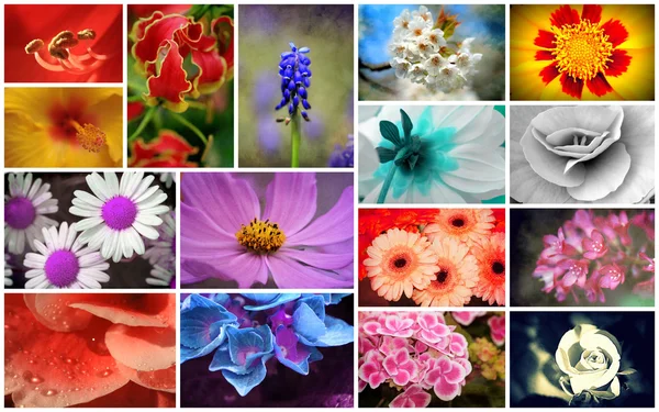 Bloem collage — Stockfoto