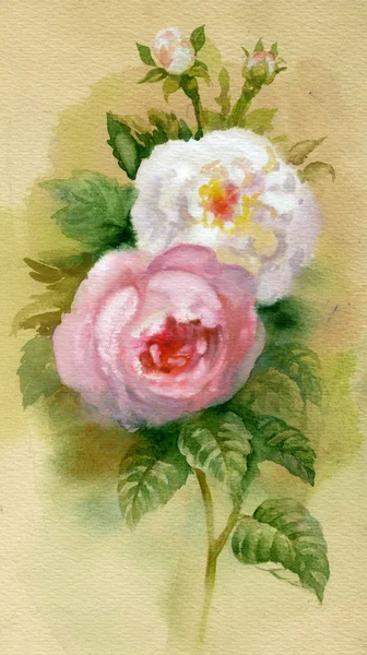 Watercolor Flower Collection: Roses — Stock Photo, Image