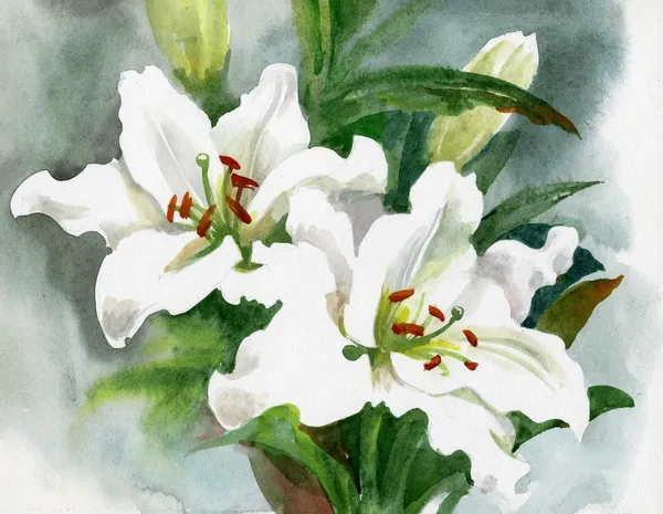 Lindas flores de lírio branco — Fotografia de Stock