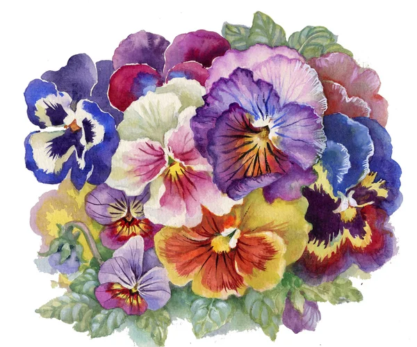 Trójbarwny Viola — Zdjęcie stockowe