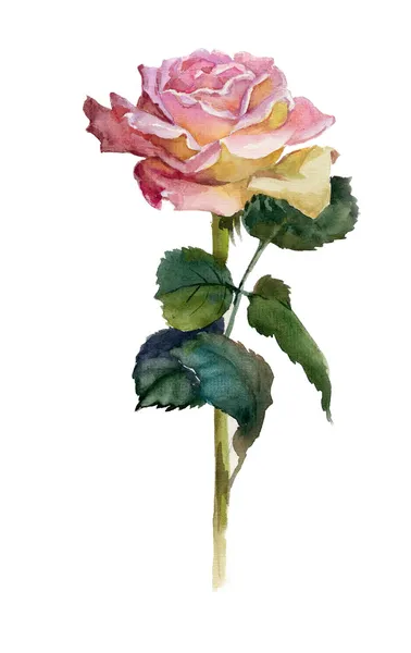 Růžová růže Royalty Free Stock Obrázky