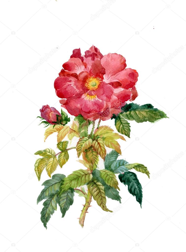 Roses: beautiful flower
