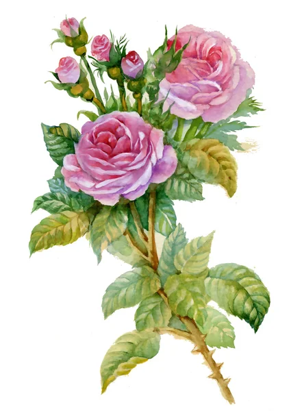 https://st.depositphotos.com/1780876/1365/i/450/depositphotos_13659529-stock-photo-watercolor-flower-collection-roses.jpg