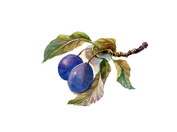 Watercolor painting: plums — Stock Photo, Image