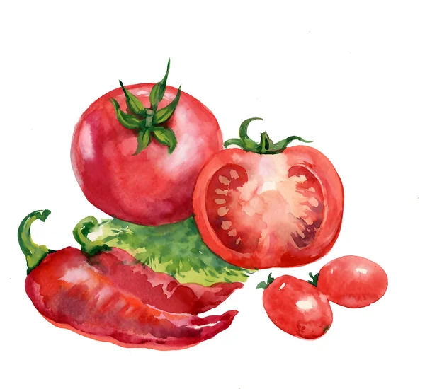 Pomidor. akwarela na białym tle — Zdjęcie stockowe