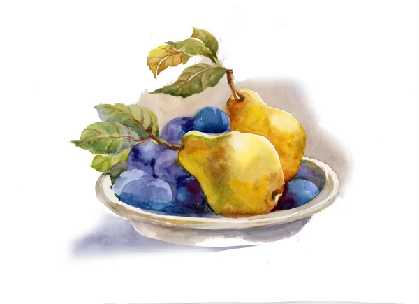 Watercolor painting: pears and plum — Stock Photo, Image