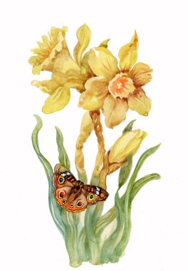 beyaz zemin üzerine sarı nergis