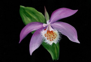 siyah zemin mor orkide