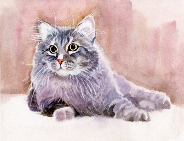 Hayvan koleksiyonu: kedi