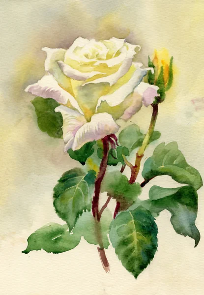 Watercolor Roses — Stock Photo, Image