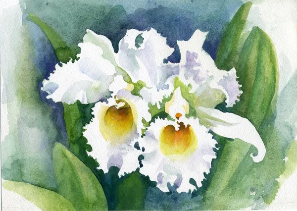 Coleção da flor da aquarela: Orquídeas — Fotografia de Stock