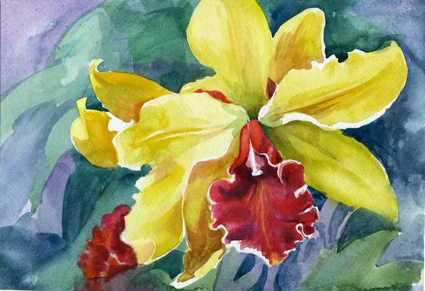 Sárga orchideák — Stock Fotó