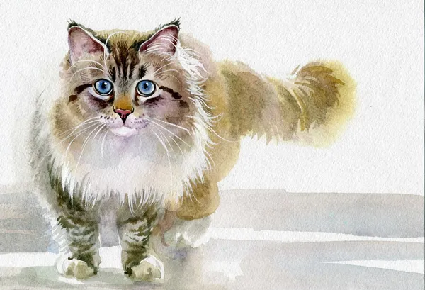 수채화 동물 컬렉션: 고양이 스톡 이미지