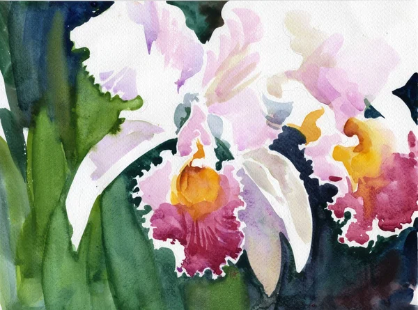 Akvarel Flower Collection: orchideje Royalty Free Stock Obrázky