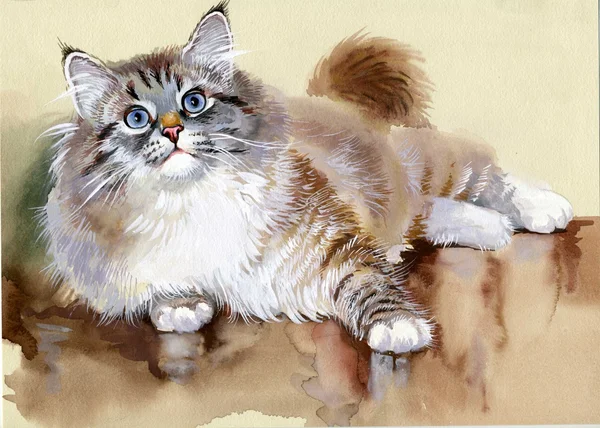 Watercolor Animal Collection: Cat — Stock Photo, Image