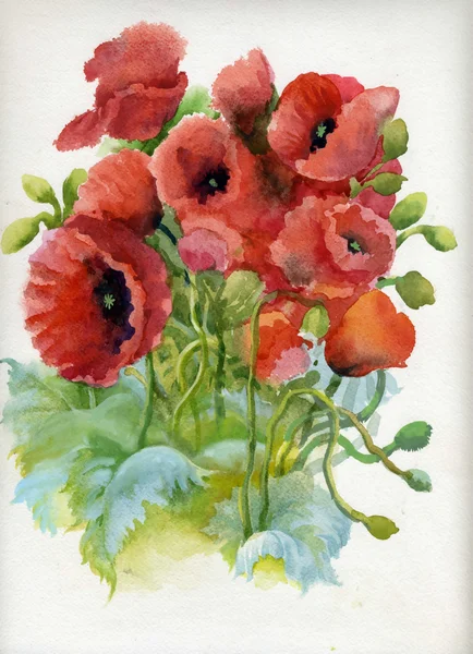 Poppy flowers, watercolor illustration — Stock Photo, Image