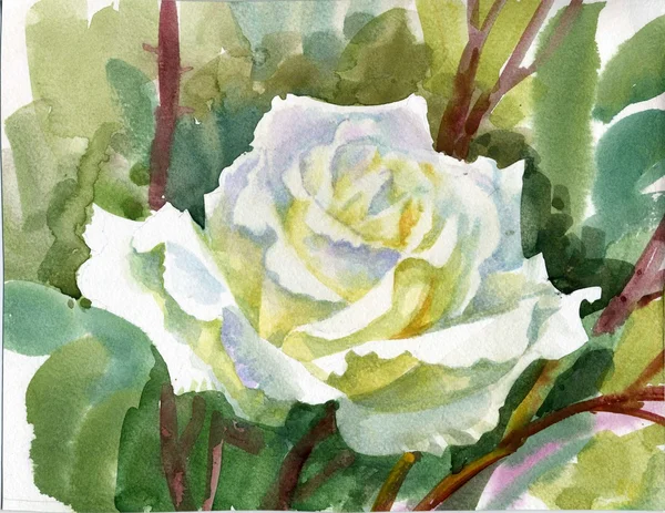 Watercolor Flower Collection: Rose