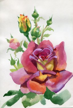 Suluboya çiçek koleksiyonu: Rose