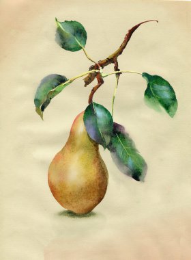 Sarı armutlar