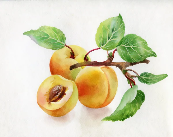 Акварельная иллюстрация персиков — стоковое фото