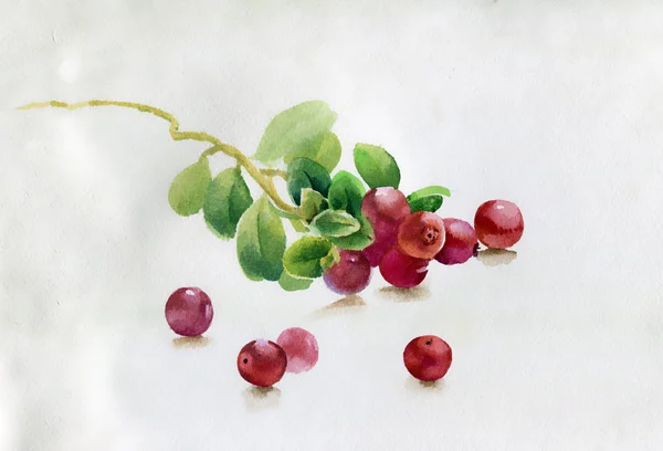 Red berry, watercolor illustration — Stock Photo, Image