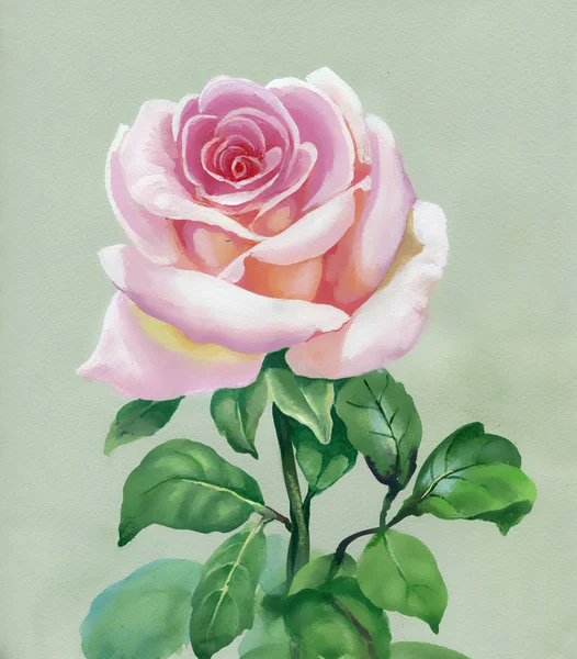 玫瑰粉红色。水彩绘画. — 图库照片