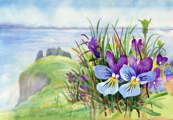 Primavera flores violetas na montanha — Fotografia de Stock